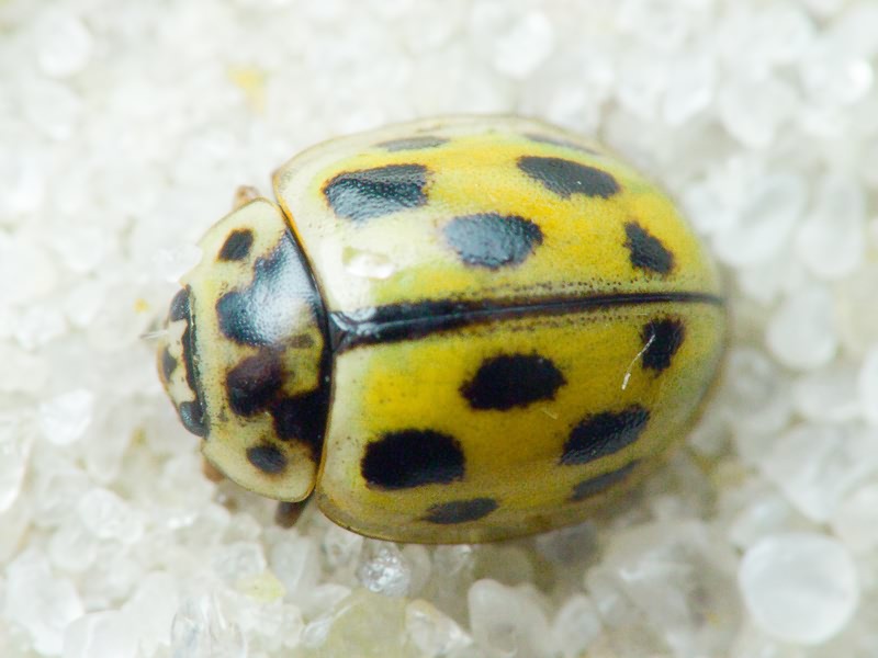 Propylea quatuordecimpunctata (Linnaeus, 1758)